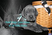 great dane puppy posted by CB Hillis Danes